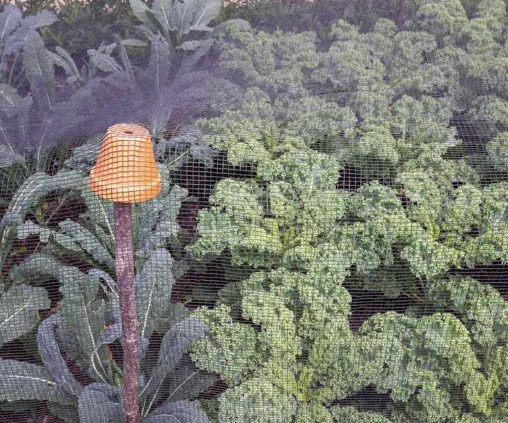 Kale plants protected by netting in a garden