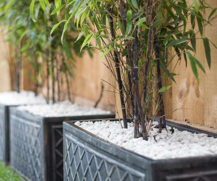 Phyllostachys nigra growing in gray pots