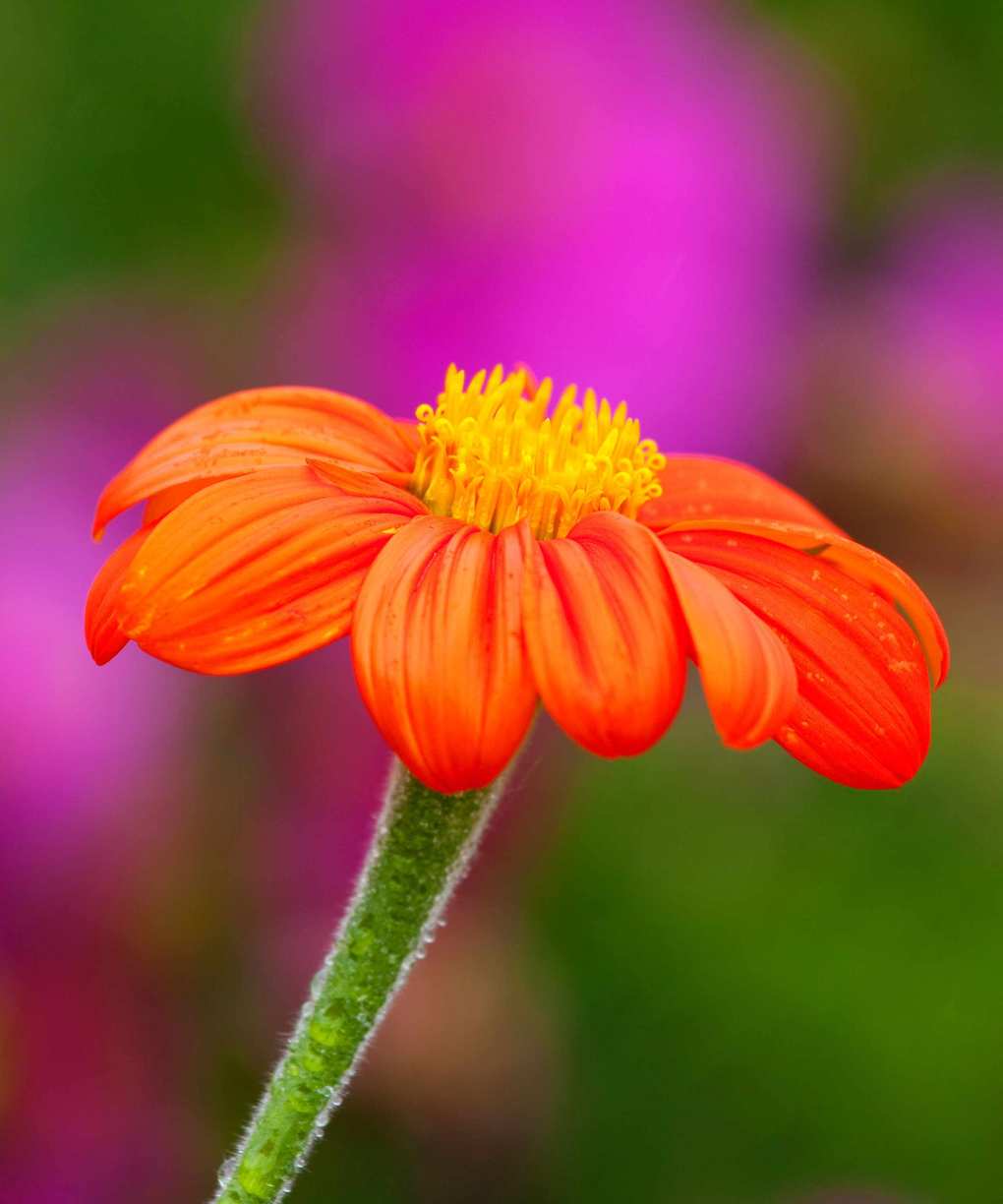 flower of tithonia rotundiflora