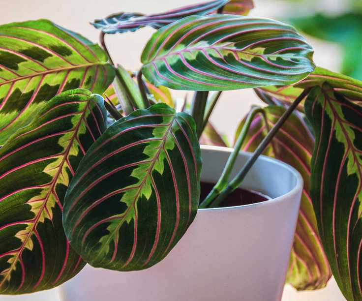 Prayer plant leaves