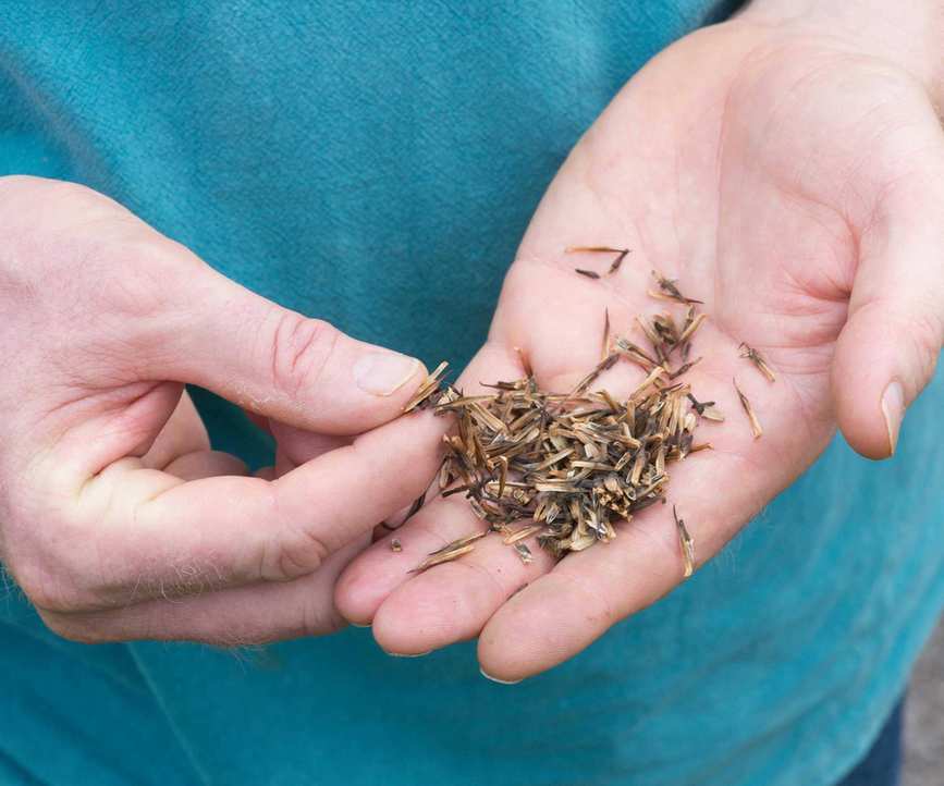hands holding echinacea seeds