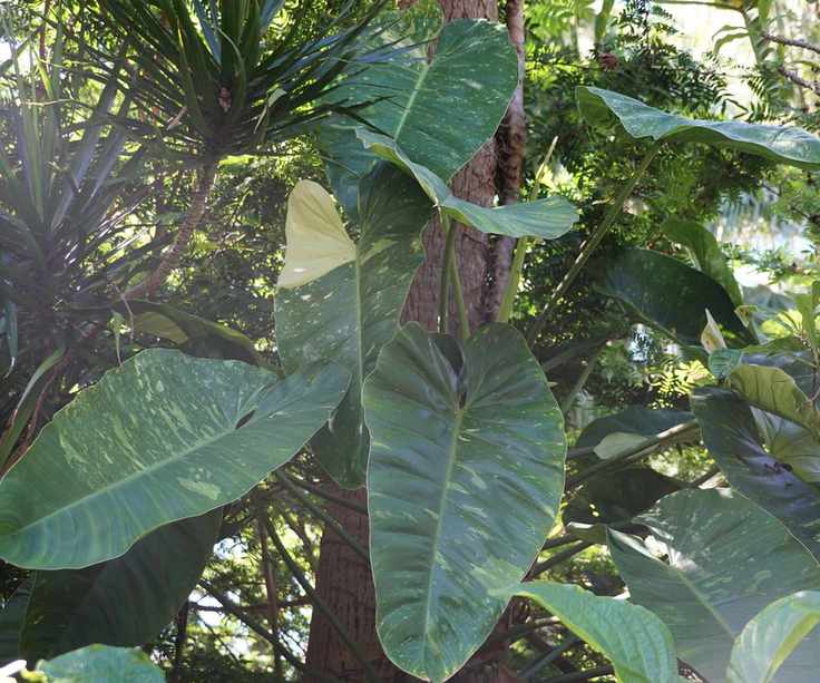 Philodendron Jose Buono