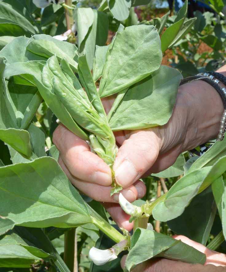 Pinching out the tips of broad beans (fava beans) when the lower pods have formed