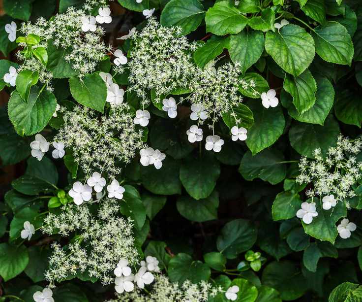 Climbing hydrangea, Hydrangea Petiolaris