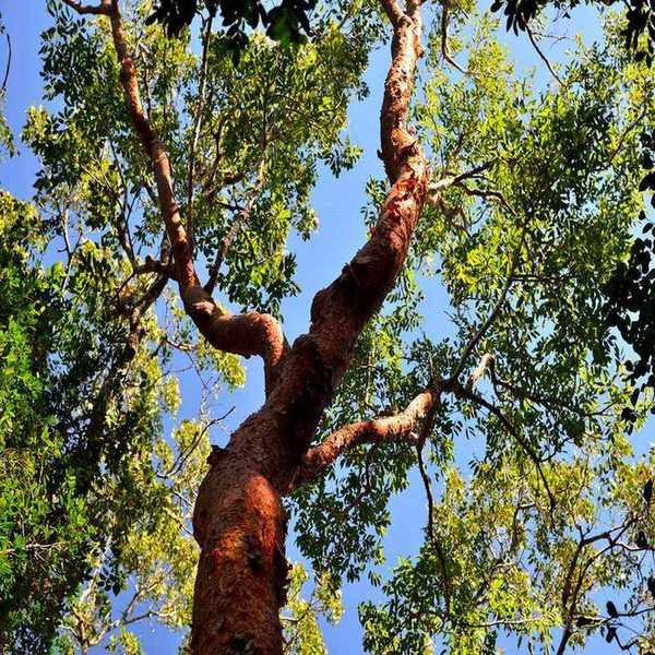 Gumbo limbo tree