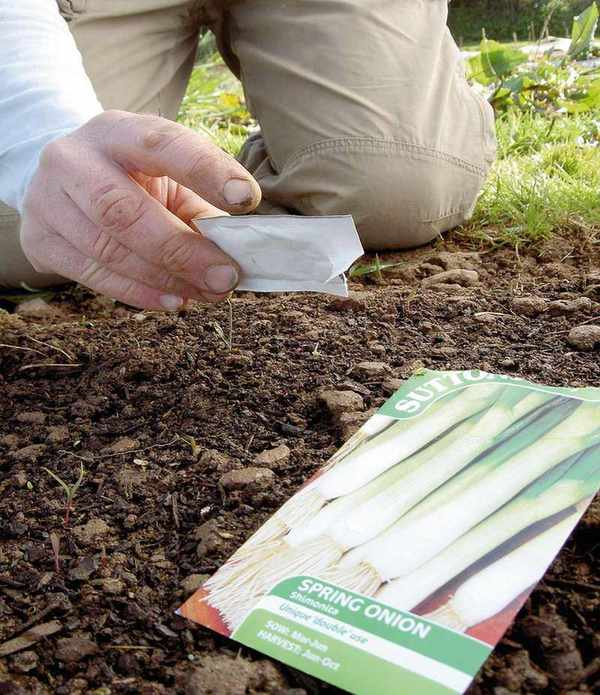 Sowing spring onion seeds in ground