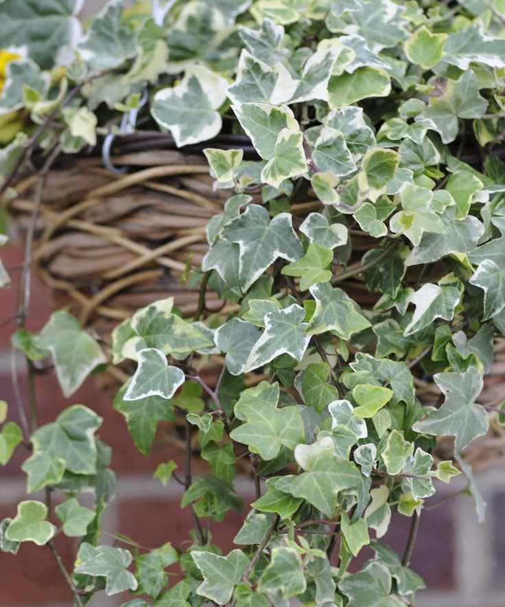 Variegated ivy
