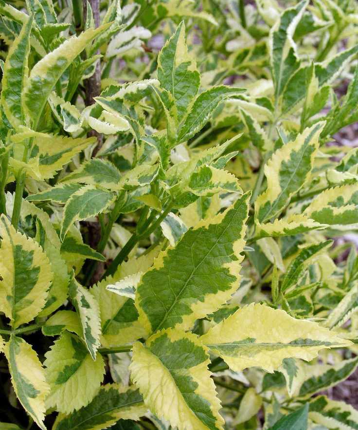 elder Madonna flourishing in garden border