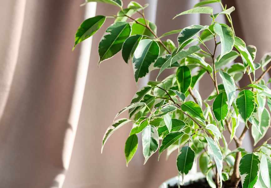 Weeping fig