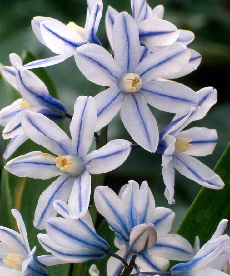 Puschkinia flowers with white and blue stripes