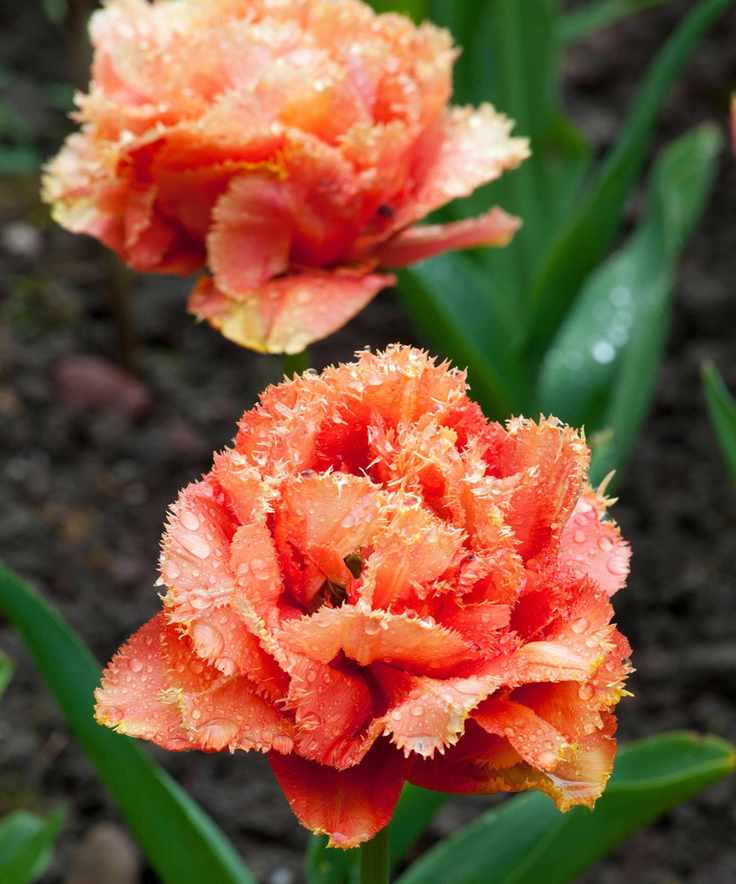 tulip sensual touch