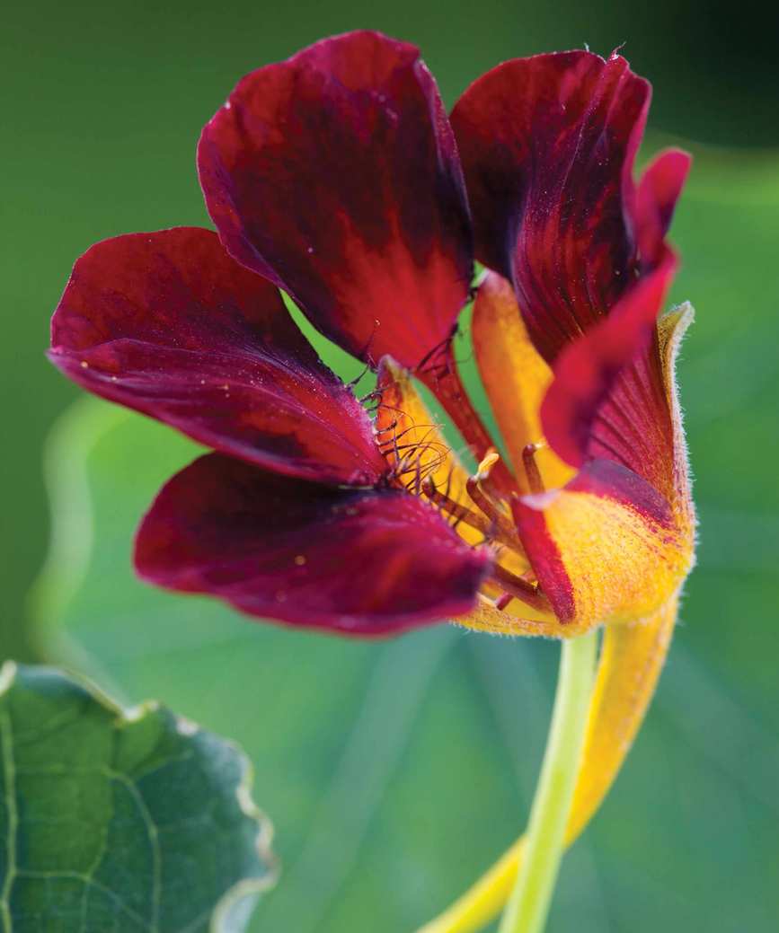 Nasturtium black velvet