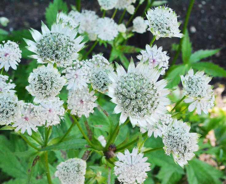 Astrantia major 'Large White'