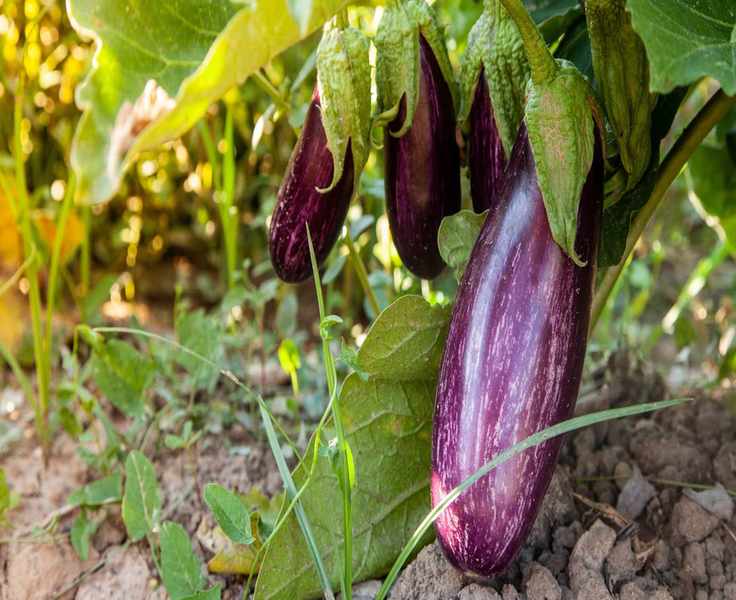 Essential Tips for Growing Eggplant: Your Guide to Success