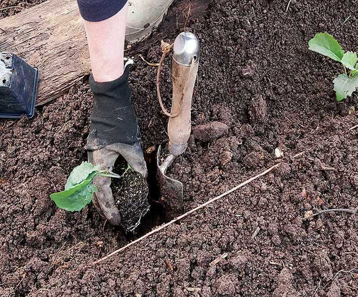 planting out young kale plants in How to grow kale
