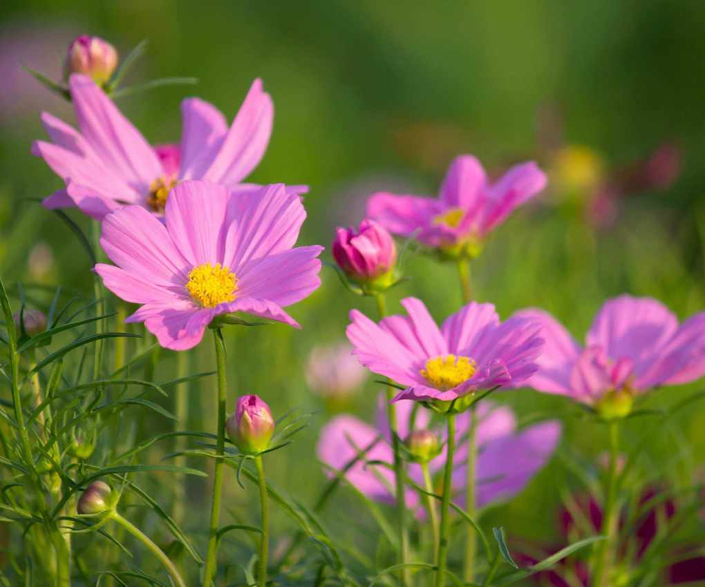Cosmos