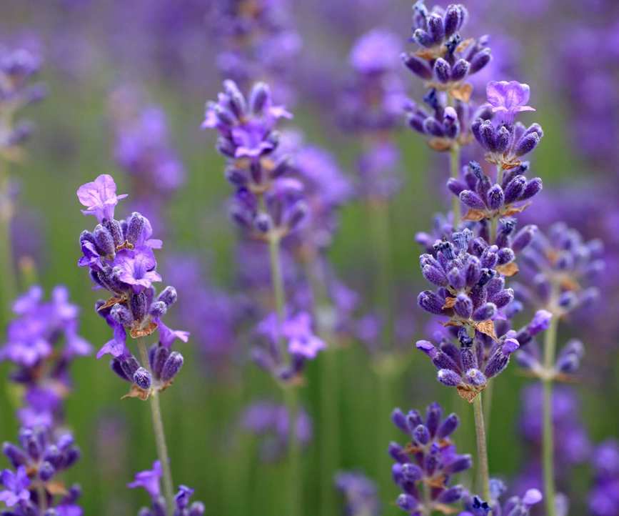 Lavender flowers