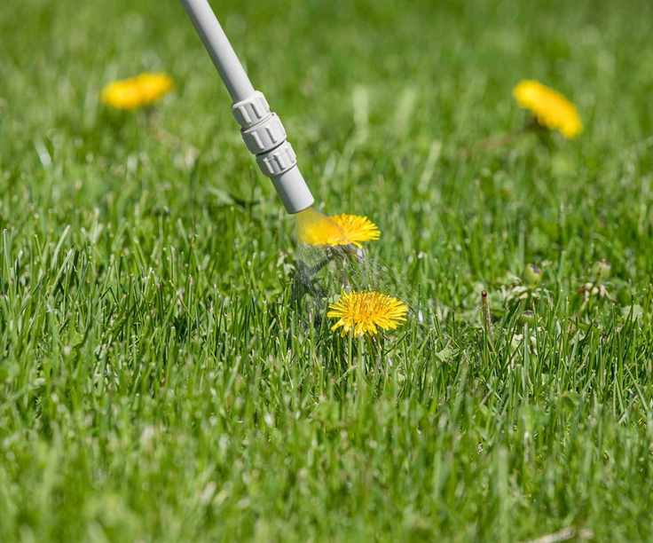 killing lawn weeds
