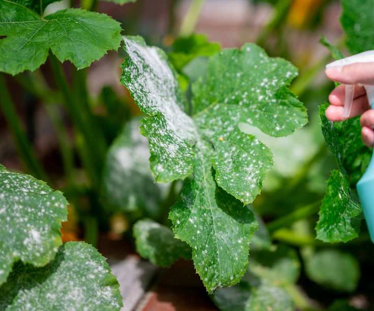 spraying leaves affected by white mold