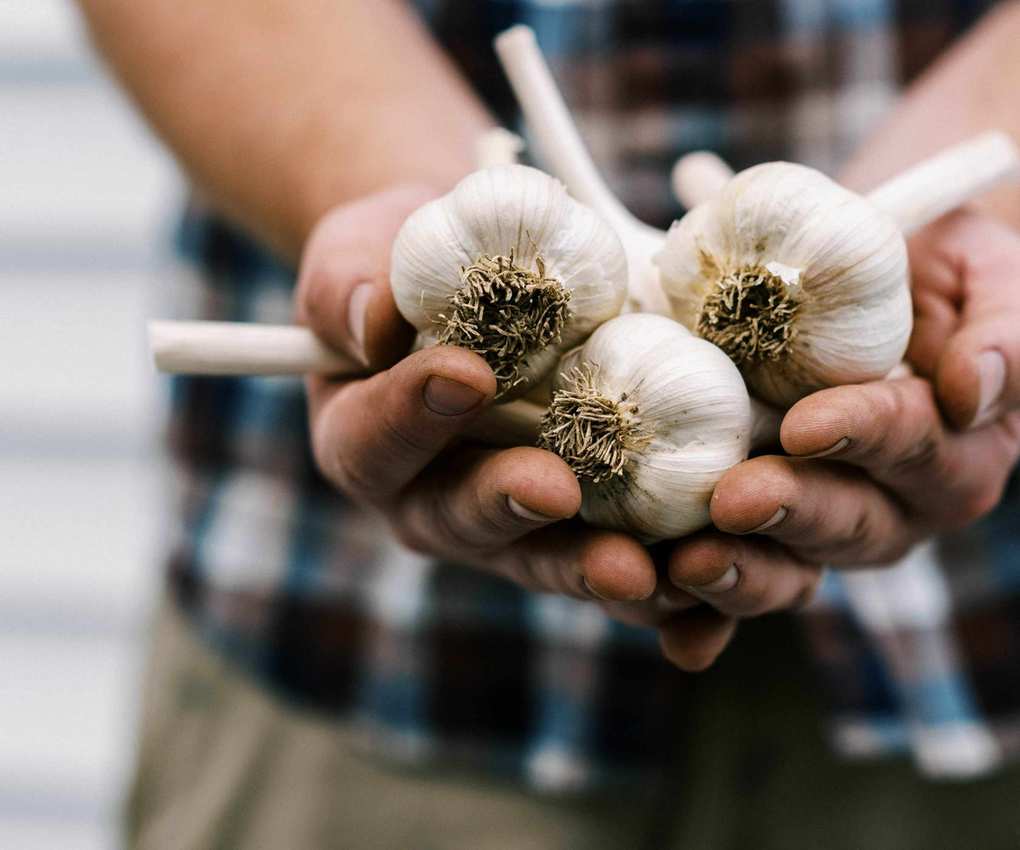 A handful of garlic bulbs lifted and cleaned