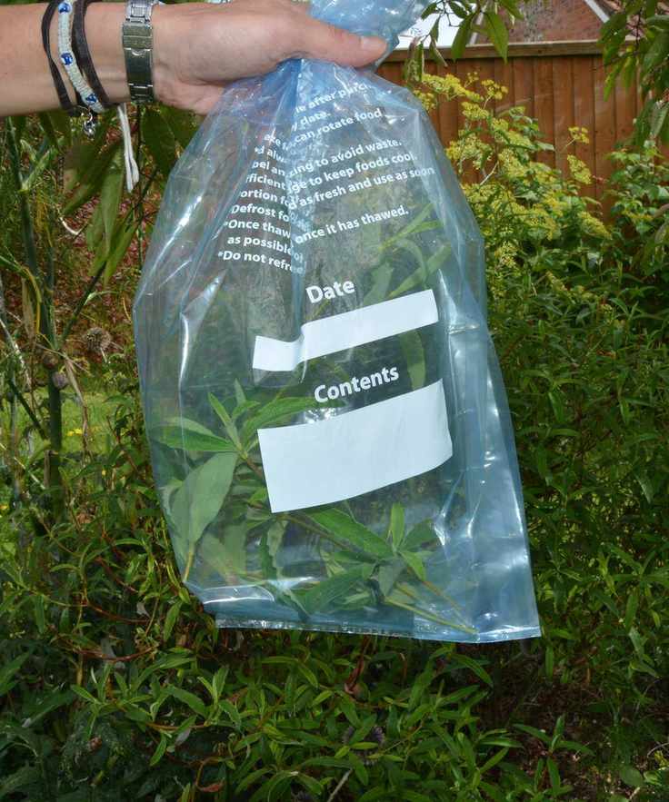 Fresh cuttings in a plastic bag to keep them damp