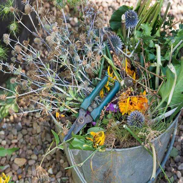 bucket full of dead flowers from deadheading