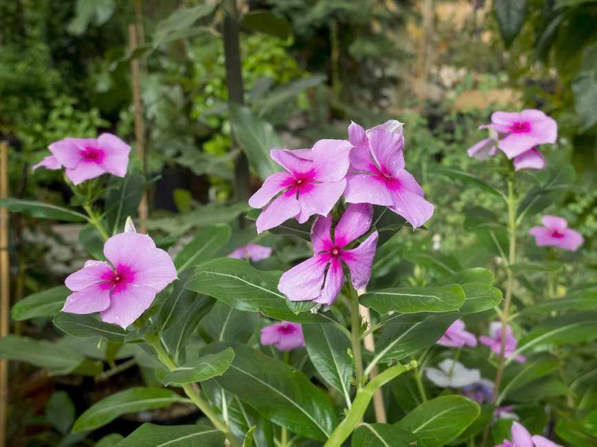 Madagascar periwinkle