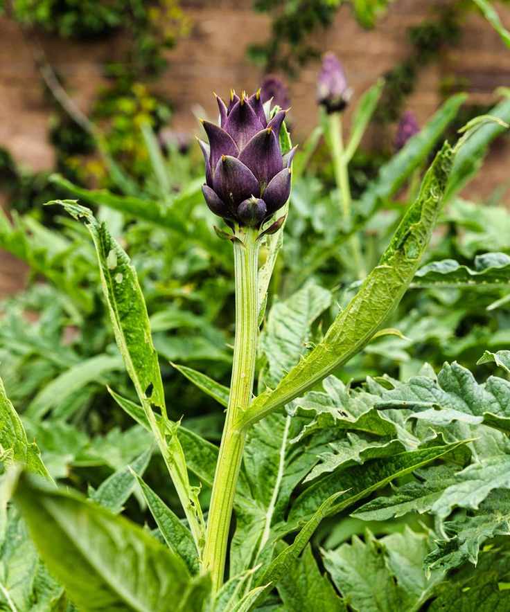 A purple, ripe artichoke on the plant