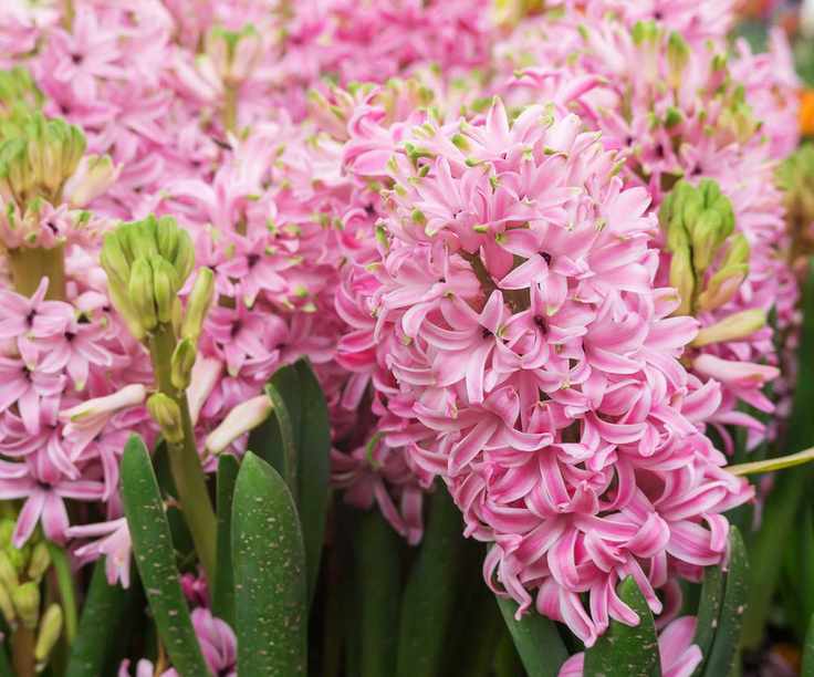 pink hyacinth flowers
