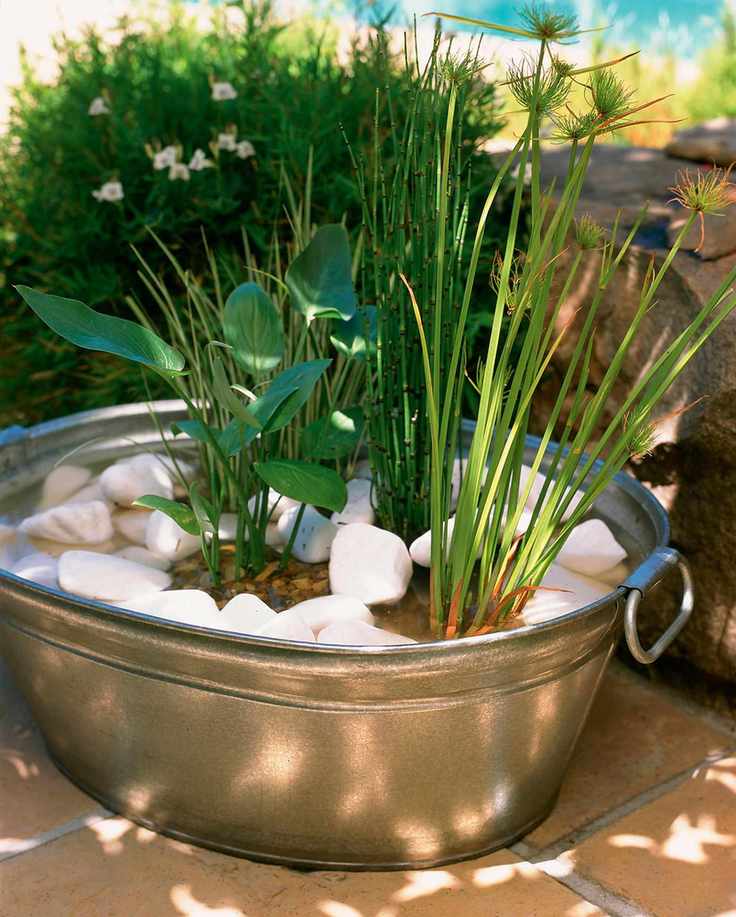 wildlife pond built in tin container and filled with plants
