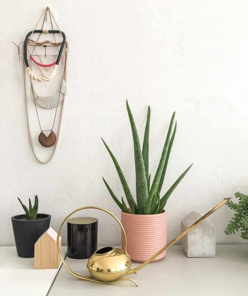 air-purifying plants