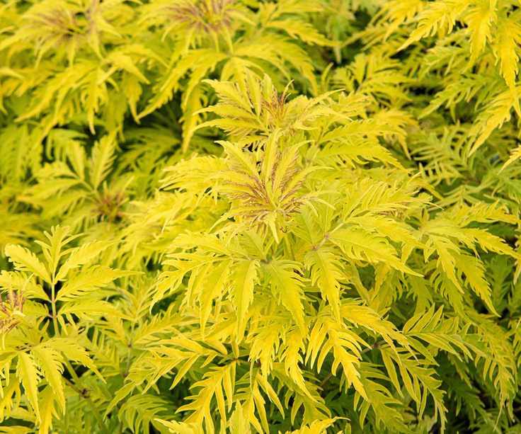 plants for wet soil Sambucus racemosa 'Sutherland Gold' growing in shade