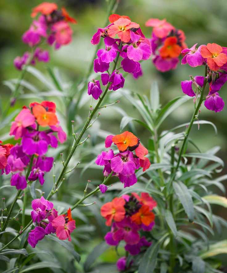 wallflower erysimum Winter Orchid
