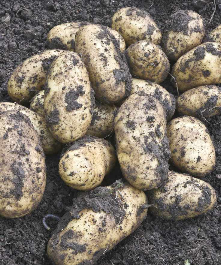 Charlotte potatoes freshly harvested