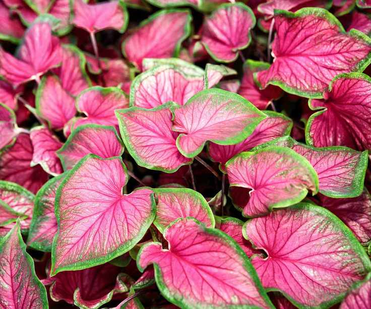 pink caladium leaves
