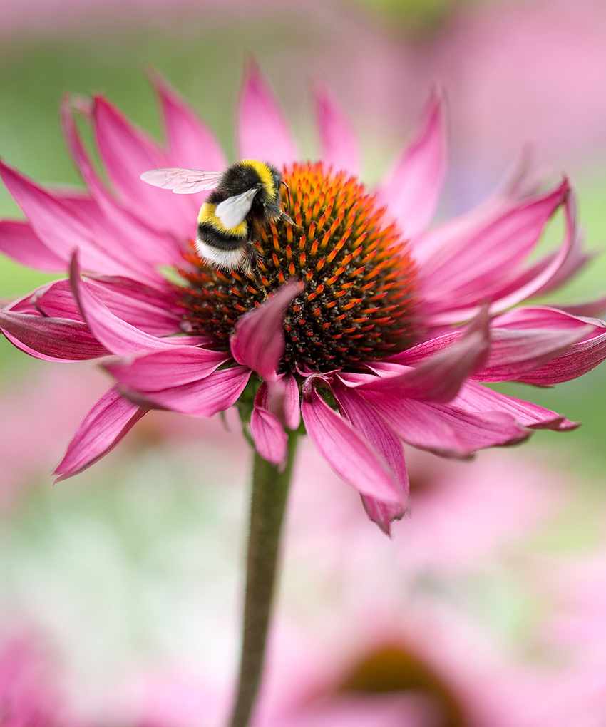 sustainable garden