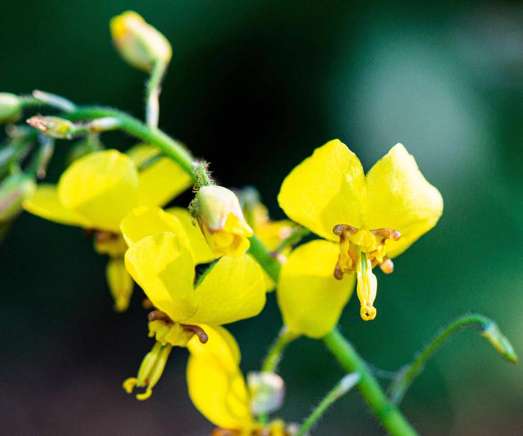 yellow flowers of Epimedium× perralchicum 'Frohnleiten'