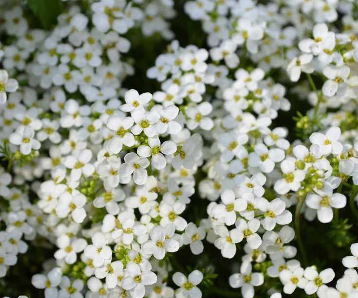 white alyssum flowers