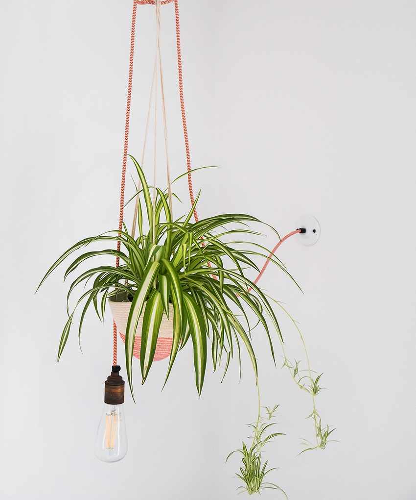 Instagram houseplant trend