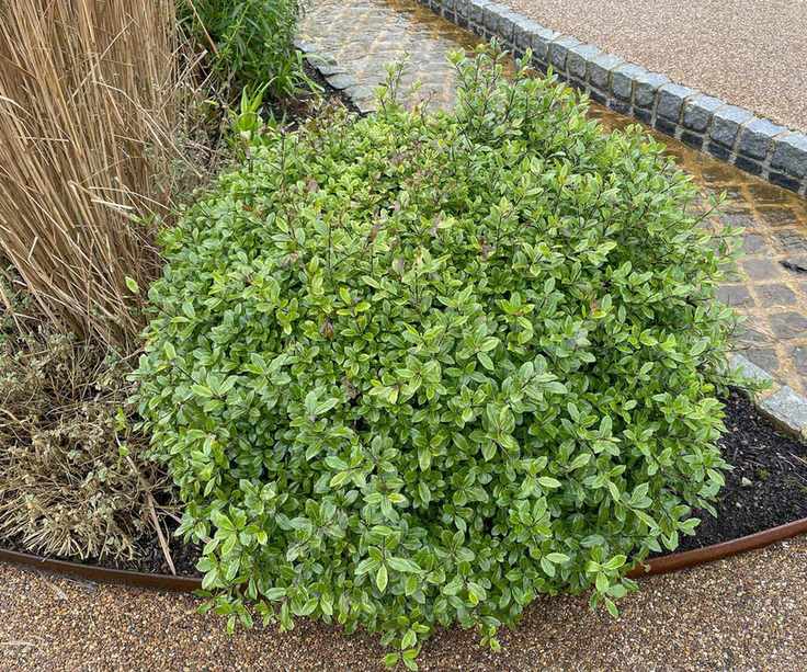 front yard plant Pittosporum tenuifolium Golf Ball growing near pathway