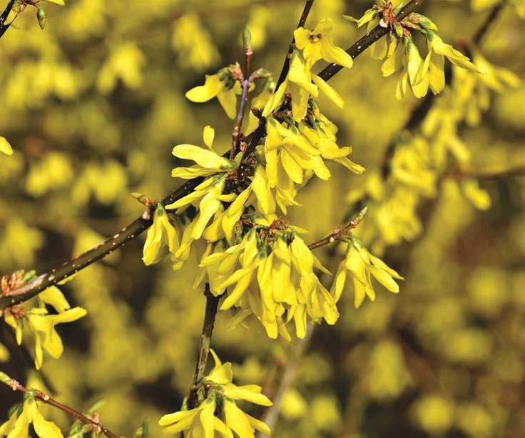 Close-up of bright yellow forsythia blooms