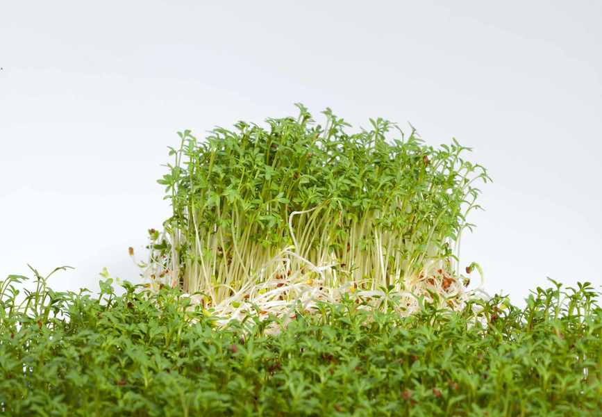 Alfalfa