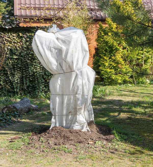 Tie the fig's branches together and wrap in burlap or frost insulation
