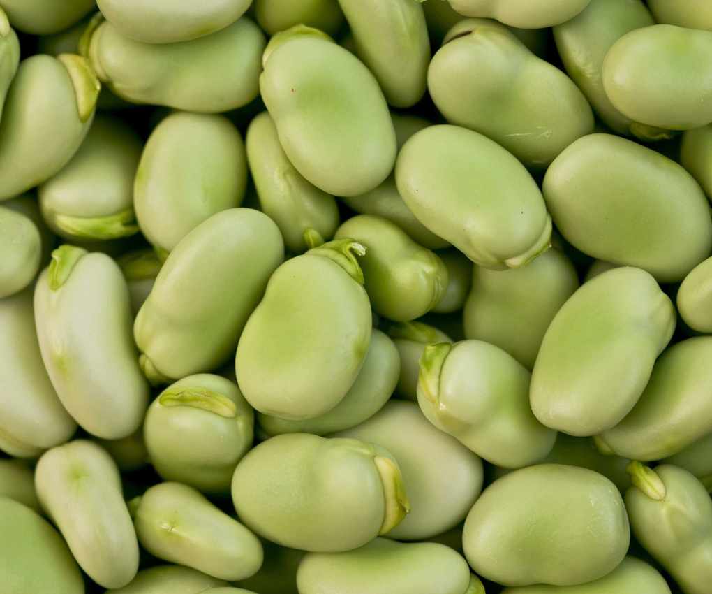 Close-up of podded fava beans