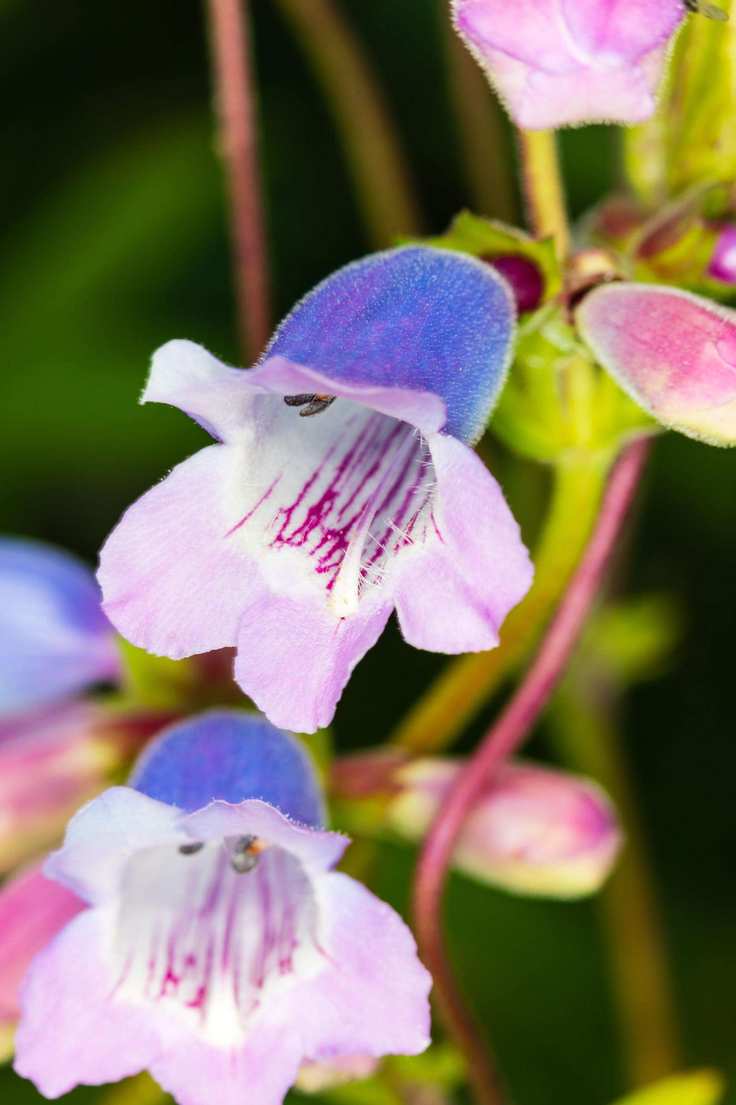 purple garden plant Penstemon