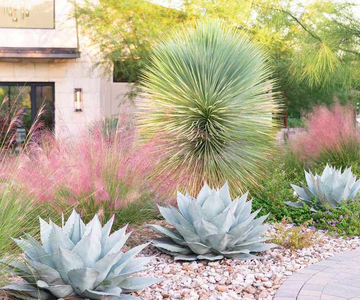 front yard design with drought resistant plants