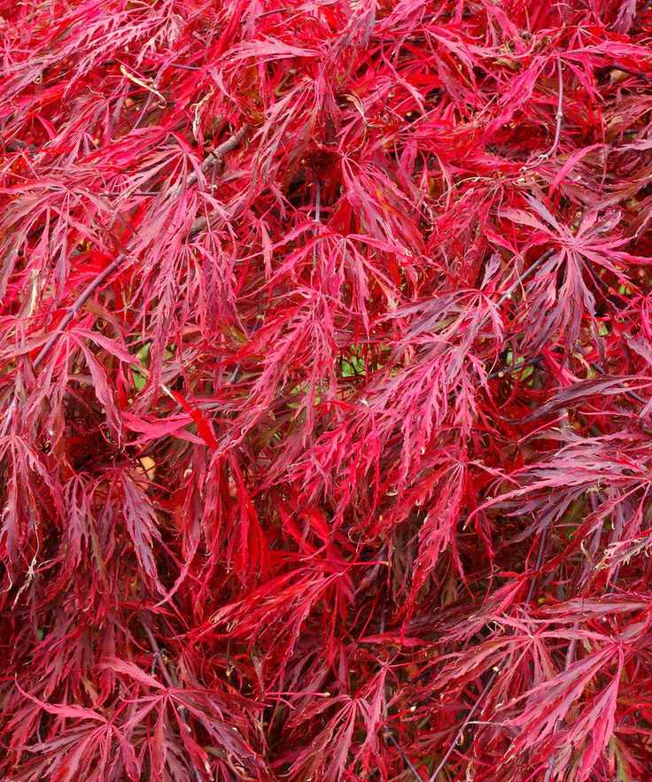 acer crimson queen flourishing in fall display
