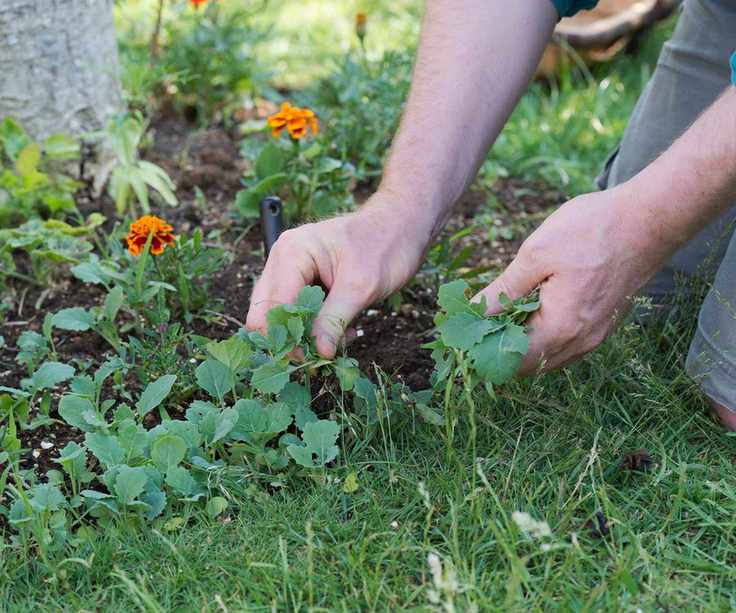 weeding flower beds