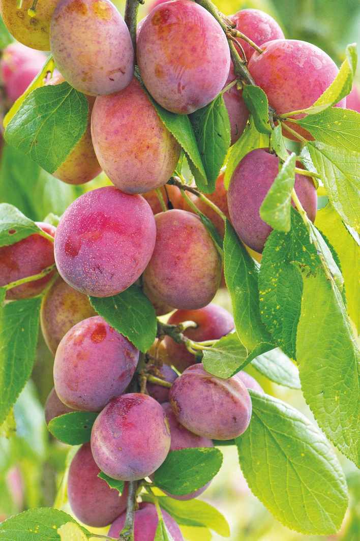 bunch of plums growing on tree