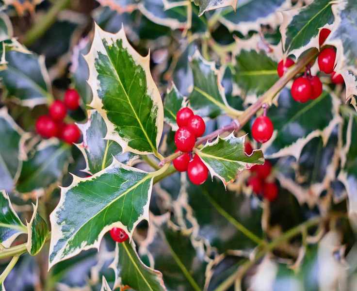 Close up of variegated holly leaves with red berries